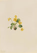 Violette jaune Viola orbiculata - Mary Vaux Walcott — vista dell’opera