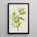 Épilobe jaune Epilobium lutem - Mary Vaux Walcott — quadro incorniciato alla parete