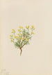 Herbe de saule jaune - Mary Vaux Walcott — vista dell’opera