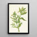 Épilobe giallo Epilobium lutem - Mary Vaux Walcott — quadro incorniciato alla parete