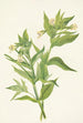 Épilobe giallo Epilobium lutem - Mary Vaux Walcott — vista dell’opera
