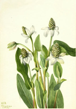 Mary Vaux Walcott - Yerba Mansa Anemopsis californica.webp