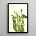 Yerba mansa Anemopsis californica - Mary Vaux Walcott — quadro incorniciato alla parete