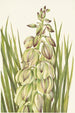 Yucca Yucca baileyi - Mary Vaux Walcott — vista dell’opera