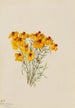 Zinnia Zinnia grandiflora - Mary Vaux Walcott — vista dell’opera