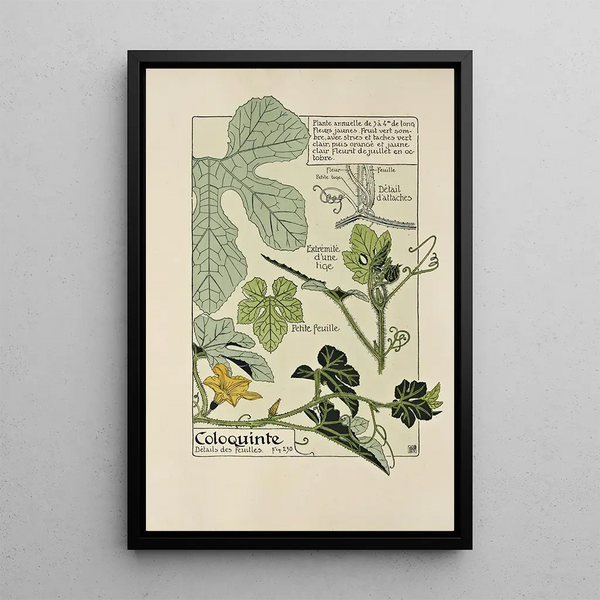 Maurice Pillard Verneuil - Coloquinte.webp