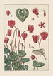 Cyclamen - Maurice Pillard Verneuil — vista dell’opera
