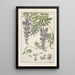 Glycine - Maurice Pillard Verneuil — quadro incorniciato alla parete