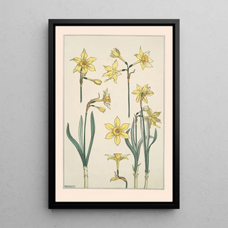 Maurice Pillard Verneuil - Jonquille.webp