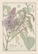 Lilas - Maurice Pillard Verneuil — vista dell’opera