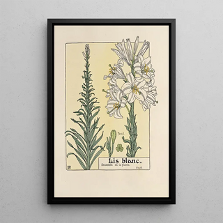 Maurice Pillard Verneuil - Lis blanc.webp