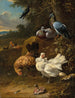 Polli e piccioni in un paesaggio - Melchior d'Hondecoeter — vista dell’opera