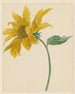 Ramo con un girasole - Michiel van Huysum — vista dell’opera