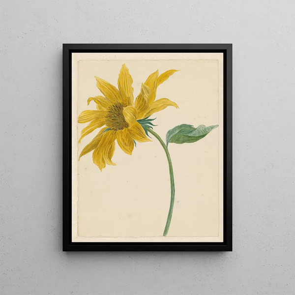 Michiel van Huysum - Tak met een zonnebloem.webp