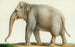 Un elefante indiano - Nicolas Huet il Giovane — vista dell’opera