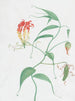 Lys rampicante Gloriosa superba - Nicolas Robert — vista dell’opera