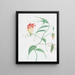 Lys rampicante Gloriosa superba - Nicolas Robert — quadro incorniciato alla parete
