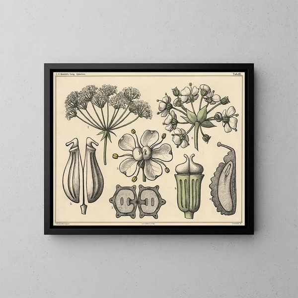 Ombelles - Niels Skovgaard — quadro incorniciato alla parete