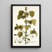 Acalypha alopecuroidea - Nikolaus Joseph Freiherr von Jacquin — quadro incorniciato alla parete