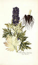 Aconitum tauricum - Nikolaus Joseph Freiherr von Jacquin — vista dell’opera