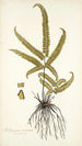 Adiantum striatum - Nikolaus Joseph Freiherr von Jacquin — vista dell’opera
