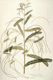 Aeschynomene bispinosa - Nikolaus Joseph Freiherr von Jacquin — vista dell’opera