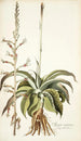 Agave virginica - Nikolaus Joseph Freiherr von Jacquin — vista dell’opera