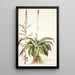 Agave virginica - Nikolaus Joseph Freiherr von Jacquin — quadro incorniciato alla parete