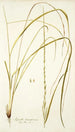 Agrostis tenacissima - Nikolaus Joseph Freiherr von Jacquin — vista dell’opera