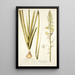 Albuca abyssinica - Nikolaus Joseph Freiherr von Jacquin — quadro incorniciato alla parete