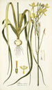 Albuca aurea - Nikolaus Joseph Freiherr von Jacquin — vista dell’opera
