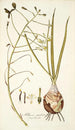 Albuca caudata - Nikolaus Joseph Freiherr von Jacquin — vista dell’opera