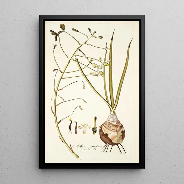 Nikolaus Joseph Freiherr von Jacquin - Albuca caudata.webp