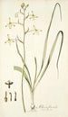 Albuca flaccida - Nikolaus Joseph Freiherr von Jacquin — vista dell’opera