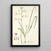 Albuca flaccida - Nikolaus Joseph Freiherr von Jacquin — quadro incorniciato alla parete