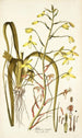 Albuca major - Nikolaus Joseph Freiherr von Jacquin — vista dell’opera