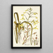 Albuca major - Nikolaus Joseph Freiherr von Jacquin — quadro incorniciato alla parete