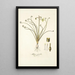 Albuca spiralis - Nikolaus Joseph Freiherr von Jacquin — quadro incorniciato alla parete