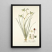 Albuca viridiflora - Nikolaus Joseph Freiherr von Jacquin — quadro incorniciato alla parete