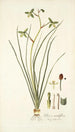 Albuca viridiflora - Nikolaus Joseph Freiherr von Jacquin — vista dell’opera