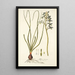 Albuca viscosa - Nikolaus Joseph Freiherr von Jacquin — quadro incorniciato alla parete