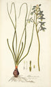 Albuca viscosa - Nikolaus Joseph Freiherr von Jacquin — vista dell’opera