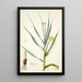 Alium ramosum - Nikolaus Joseph Freiherr von Jacquin — quadro incorniciato alla parete