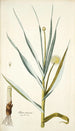 Alium ramosum - Nikolaus Joseph Freiherr von Jacquin — vista dell’opera