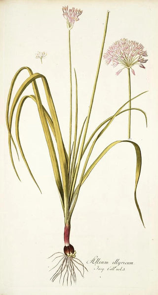 Nikolaus Joseph Freiherr von Jacquin - Allium illyricum.webp