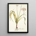 Allium illyricum - Nikolaus Joseph Freiherr von Jacquin — quadro incorniciato alla parete