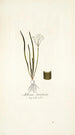 Allium striatum - Nikolaus Joseph Freiherr von Jacquin — vista dell’opera