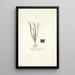 Allium striatum - Nikolaus Joseph Freiherr von Jacquin — quadro incorniciato alla parete