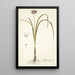 Allium suaveolens - Nikolaus Joseph Freiherr von Jacquin — quadro incorniciato alla parete