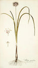 Allium suaveolens - Nikolaus Joseph Freiherr von Jacquin — vista dell’opera
